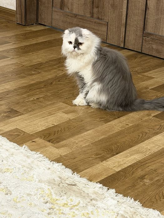 Кошка персидская мальчик