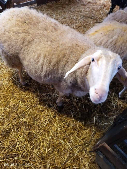 Овца на второ агне!!