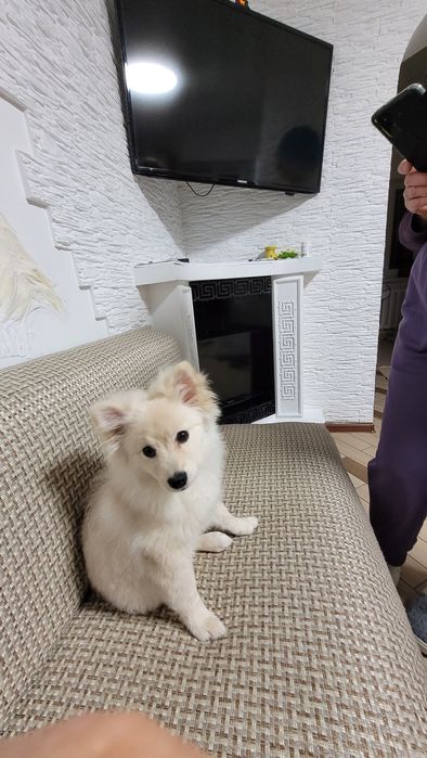 Щенок, немецкий шпиу