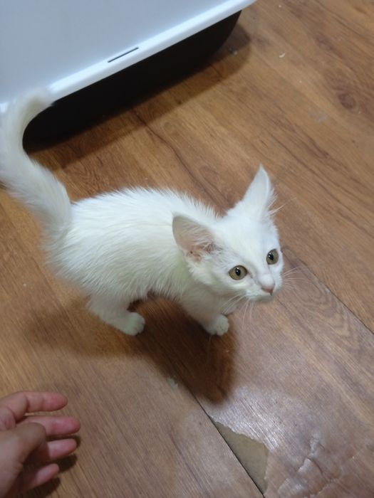 Mushuk turetiskiy angora