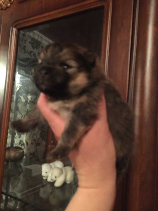 щенки шпица разного окраса