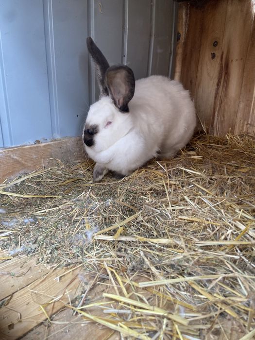 Femela urias de transilvania