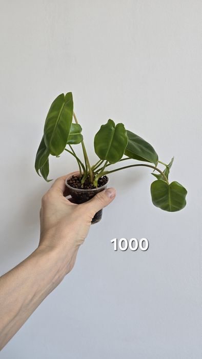 Продам филодендрон, сцинлапсус