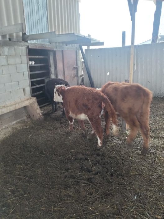 Бузау ургашы бузау сатылады