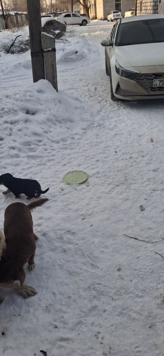 Отдам щенка в добрые руки.  Мальчик