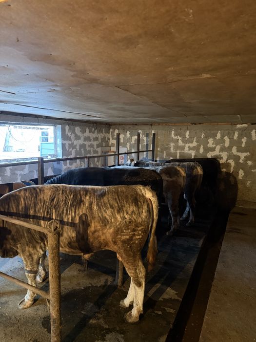 Бычки 2годавалые жирные