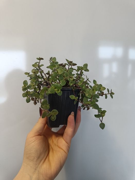 Продам цветок каллизию