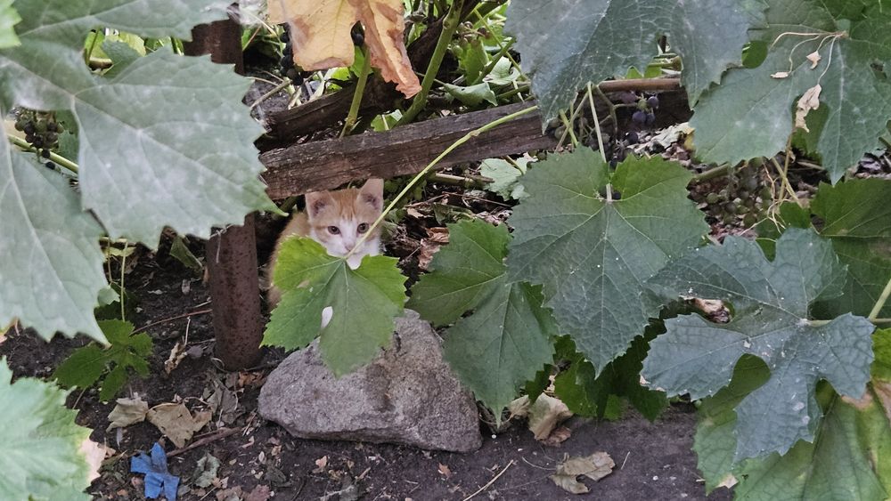 Котята бесплатно..