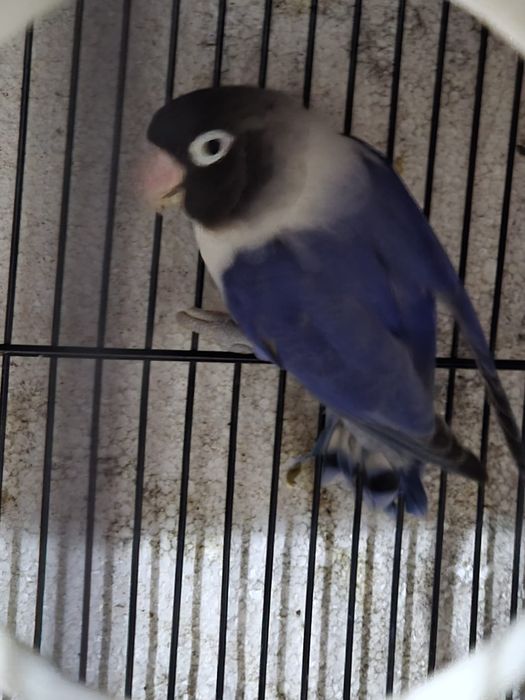 Papagali  de vanzare