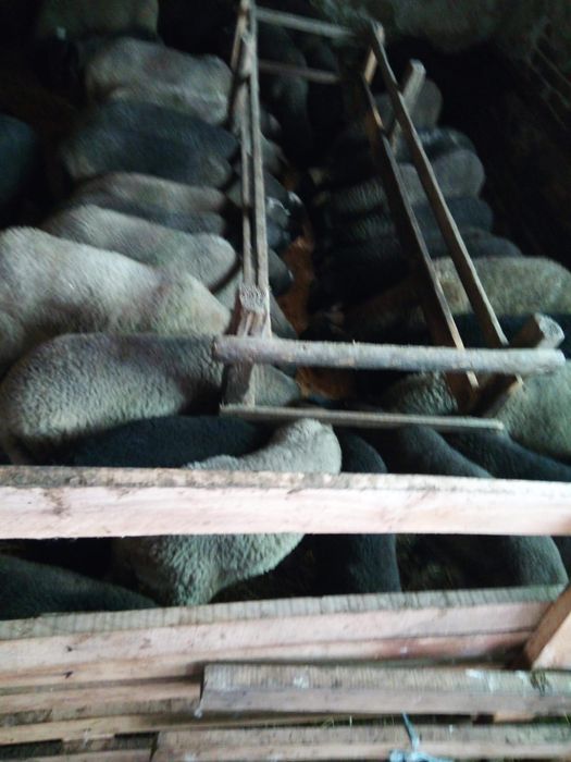 Vând miei de paște!