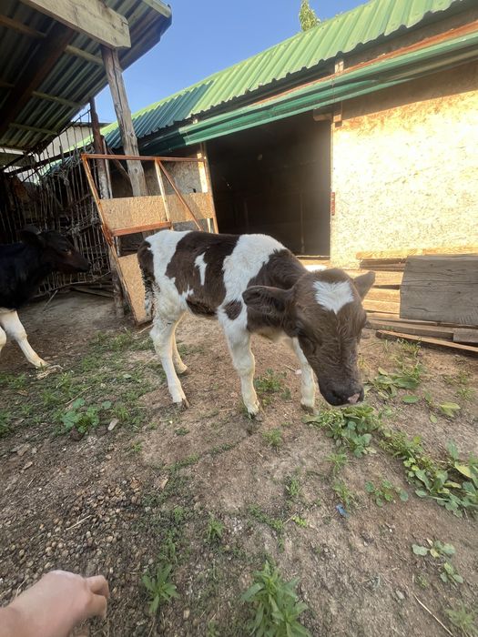 Сатылымда бұзаулар