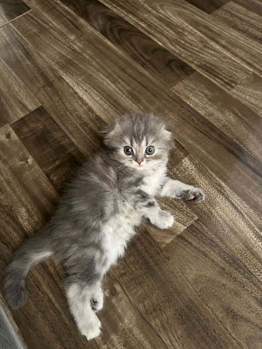 Очаровательные котята