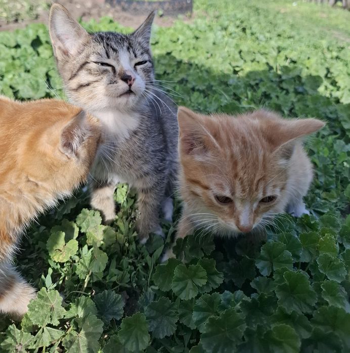 Котята не породистые