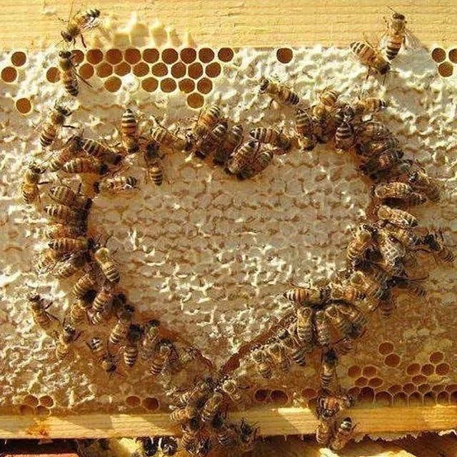 Майиски Асал  Пахта  Асал сотилади.