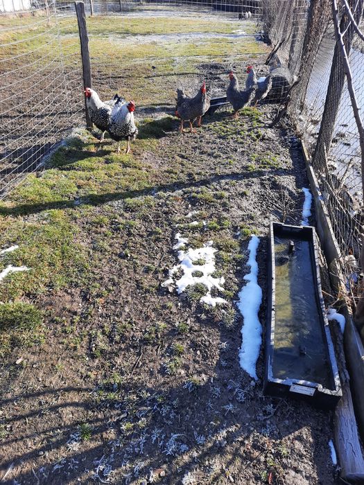 Cocoși de vânzare diferite rase