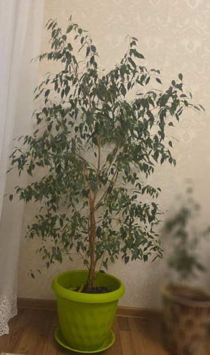 Фикус Бенджамина