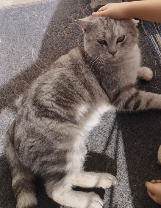 Продам кота (Британский,серая шиншилла)