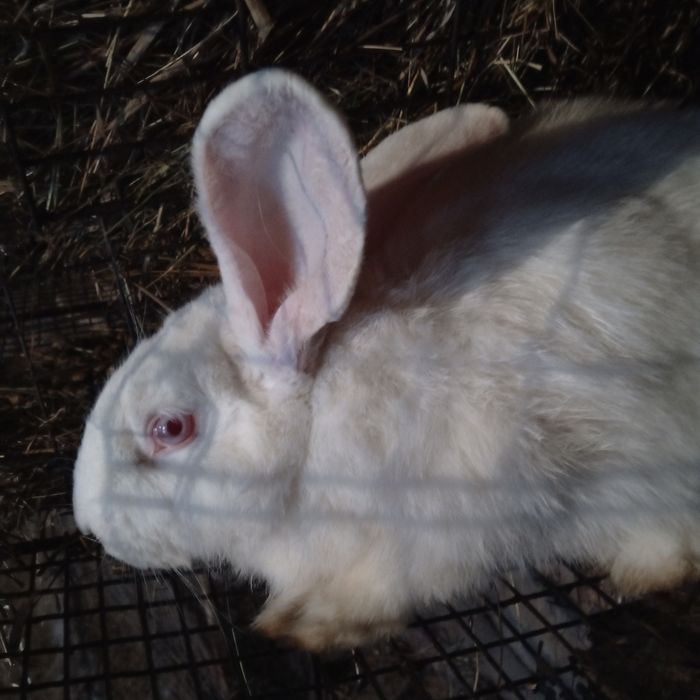 Продам два крола фландер