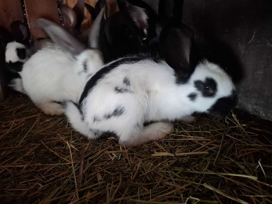 Iepuri fluture german