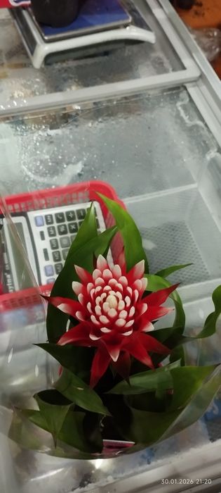 Жасмин голланд Стефанотис