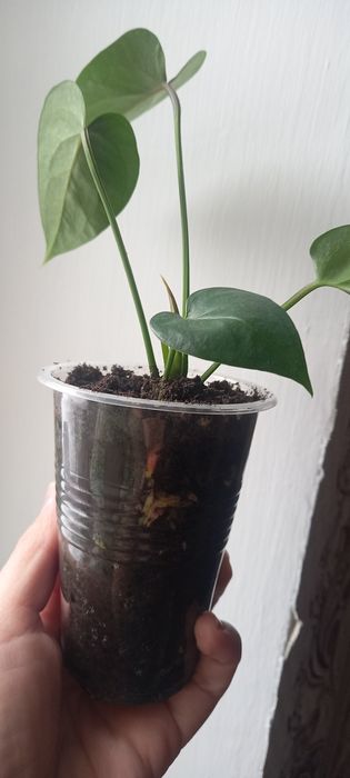 Продам антуриум шоколадный