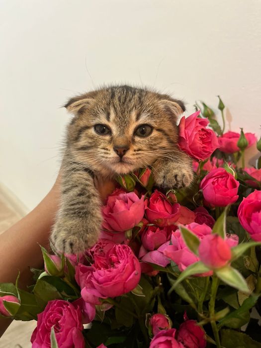 Продам вислоухого котенка