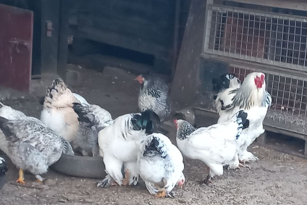 Vând ouă brahma herminat deschis.