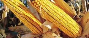 Samanta porumb Fundulea 376, FAO 450,semitardiv,cu productii constante