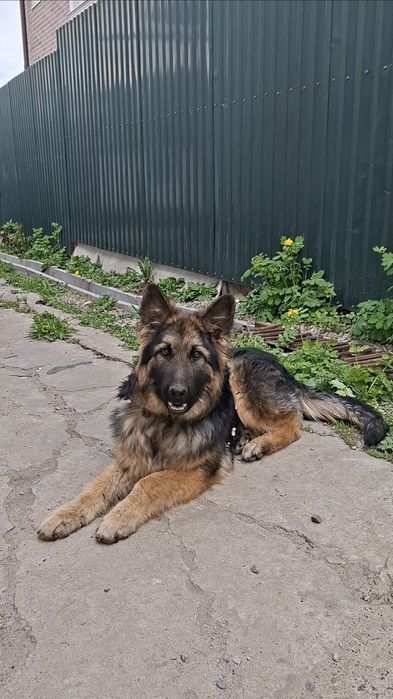 Щенок ДШ Немецкий Овчарка девочка)))