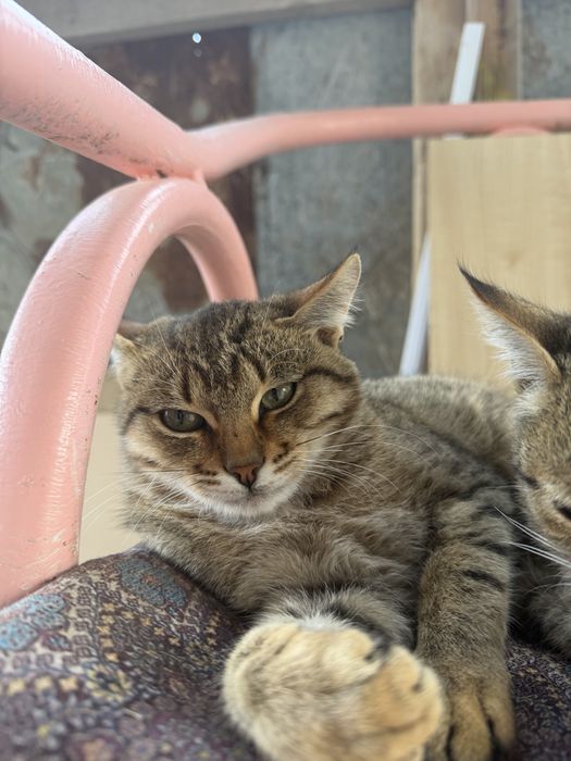 Котята мальчики игривые