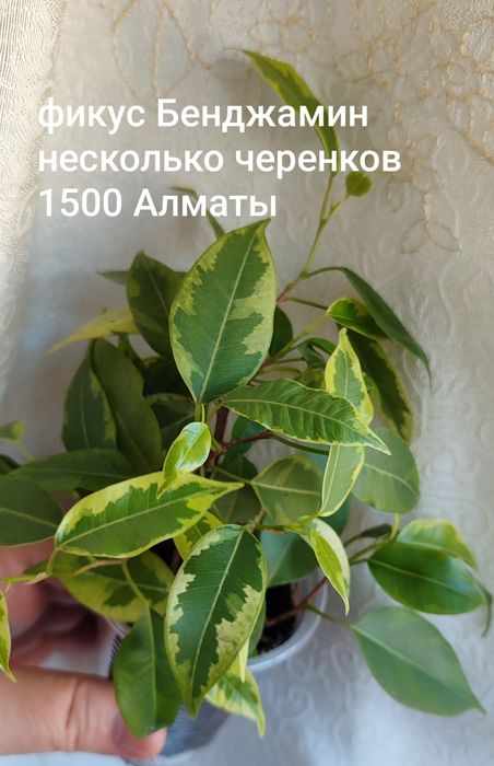 Фикус Бенджамин пестролистный