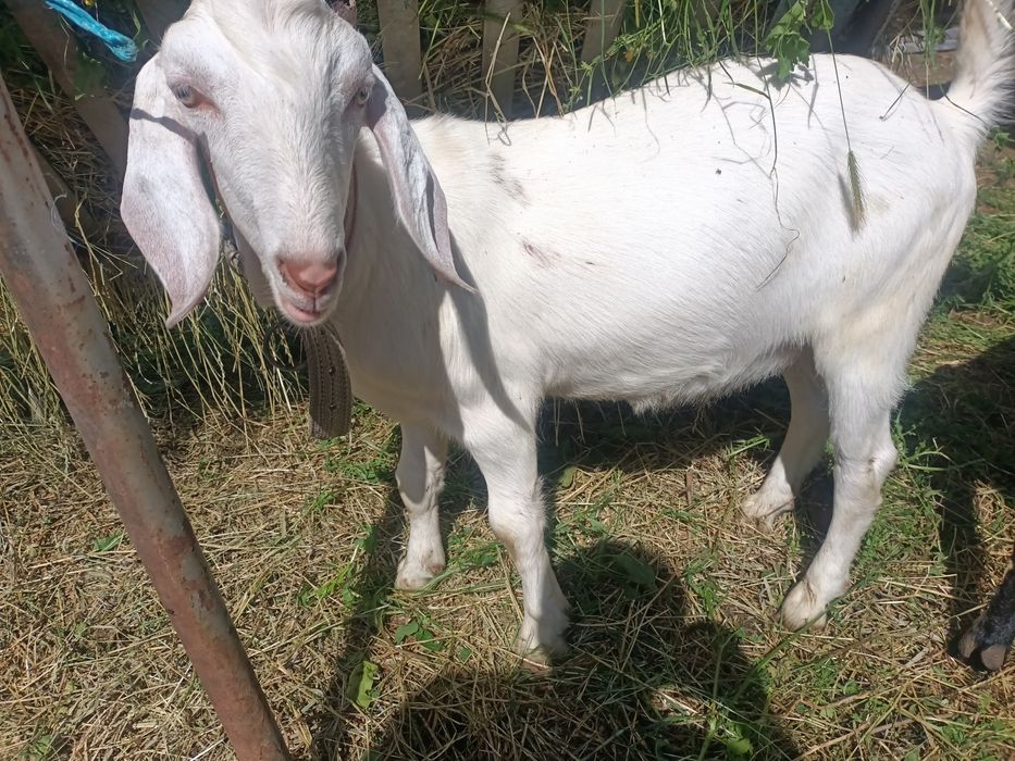 Țap metis anglonubian de vanzare
