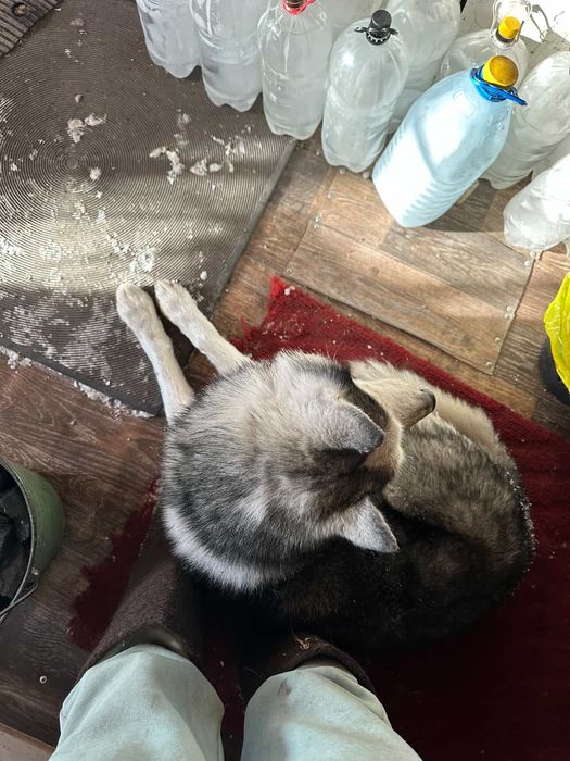 Отдам даром Хаски