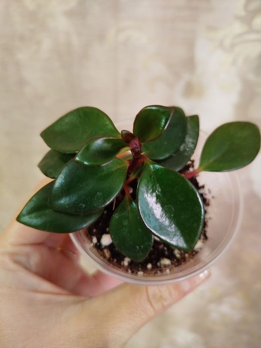 Комнатные растения