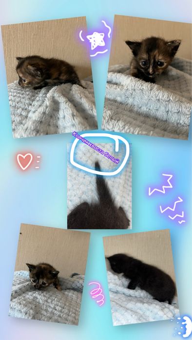 Котята 1 мес в добрые руки