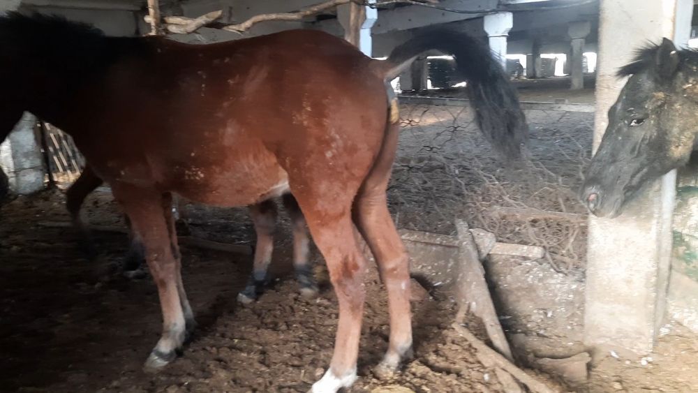 Семіз жемделген құнан сатылады