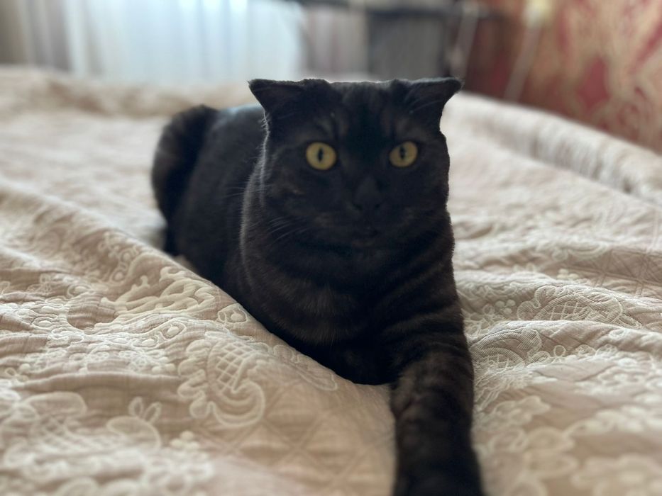 Шотландский вислоухий кот