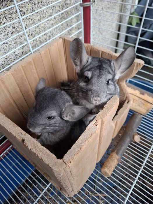 Малышка шиншиллы (стандарт) — открыта бронь только в добрые руки!!!