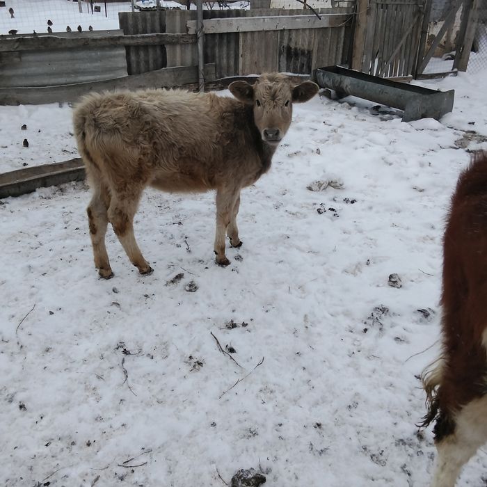 Продам троих телят