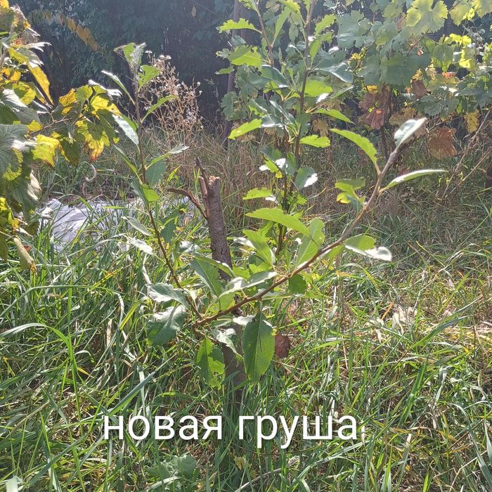Продам дачу 19 маршрут