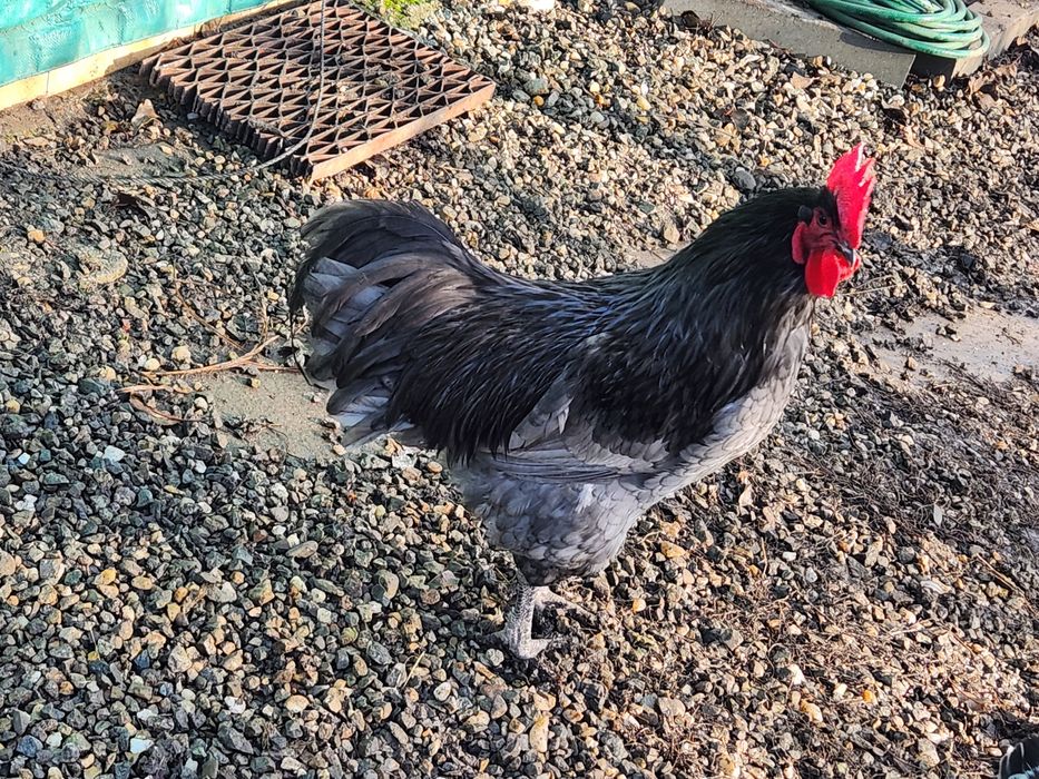 Ouă pentru incubat Australorp albastru,Sussex și alte rase vezi poze