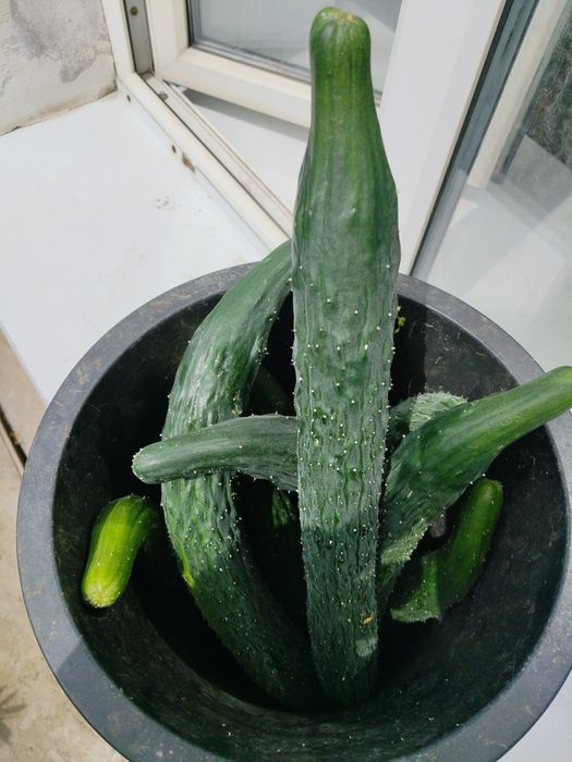 Продам огурцы домашний