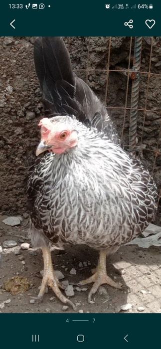 Куры  Шабо чистопородные, 5-7 мес, ,доставка