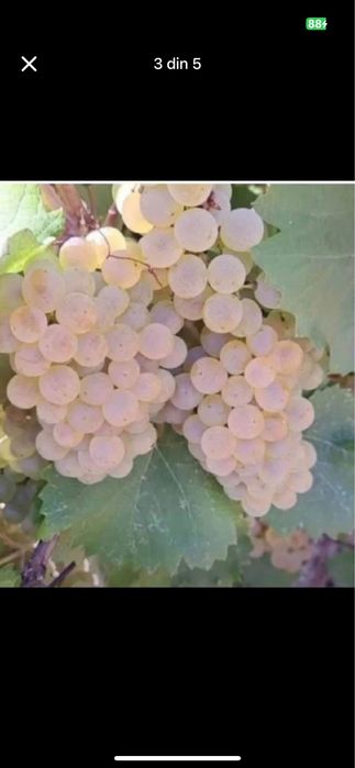Vând struguri de vin 2026