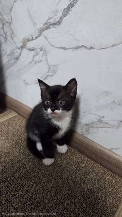 Отдам котят в хорошие руки