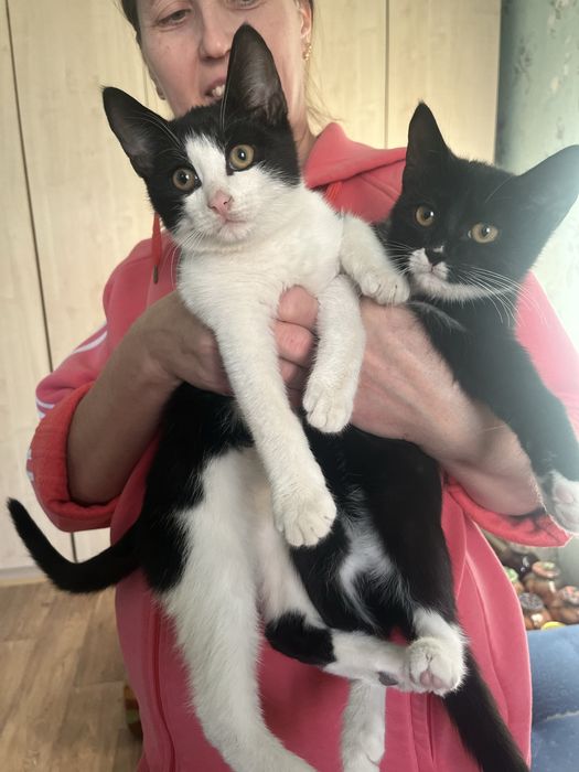 Котята в добрые руки