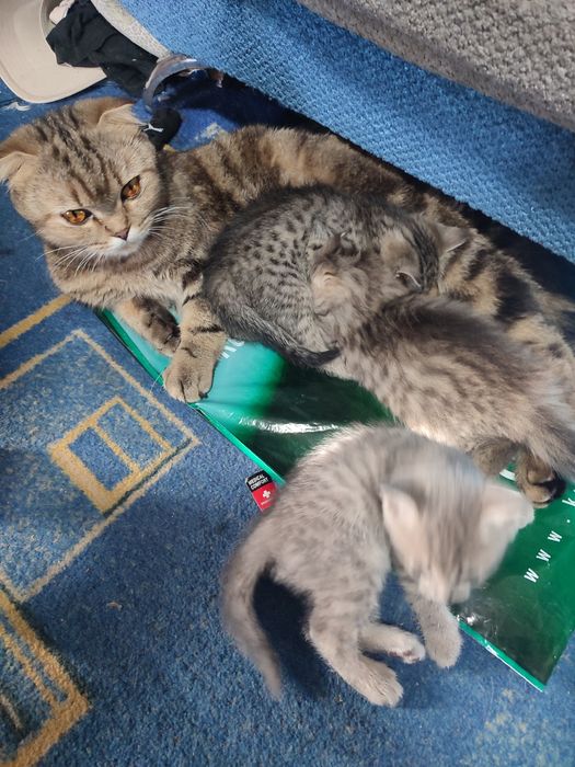 Котята от шатландской вислоухой