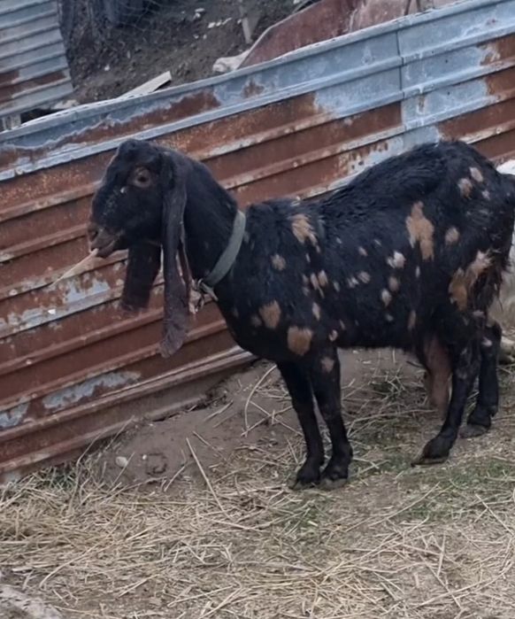 Камори ешкі, коза