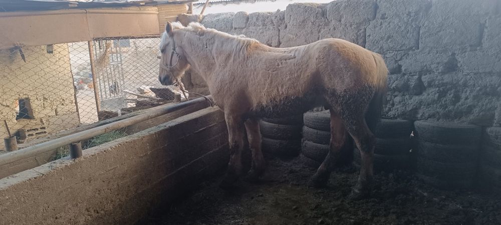 Айгыр сатылады семиз