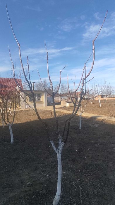 Резитба на овошки и декоративни растения